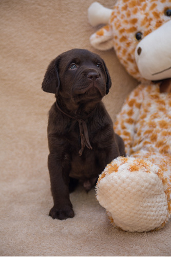 Cachorra Labradora Chocolate Amoreslabradores!  