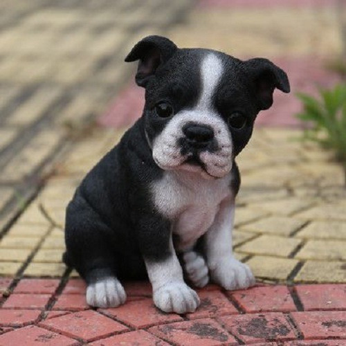 Cachorro Boston Terrier Puppy Perrito Boston Cachorrito