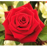 5 Red Rose Rosa Bush Arbusto Perenne De Flores Seedscomb S /