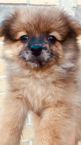 Cachorros Pomerania 2 Meses. Vacunados Tamaño Pequeño