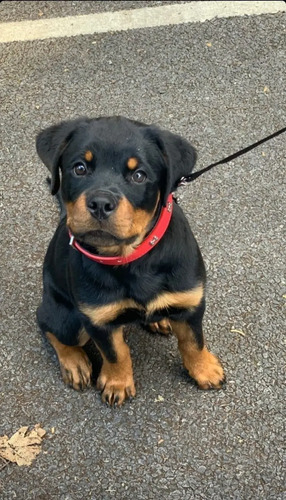 Hermosos Cachorros Rotweiler | Meses sin interés