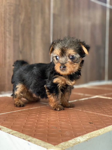 Cachorros Yorkshire Terrier. Super Calidad