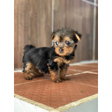 Cachorros Yorkshire Terrier. Super Calidad