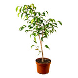 Ficus Benjamina Verde Planta De Interior