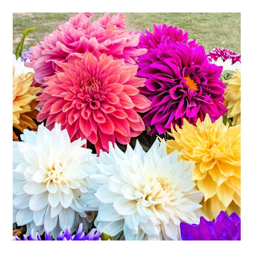 20 Semillas De Dahlia Spp. - Dahlia $39 Pesos Codigo 505