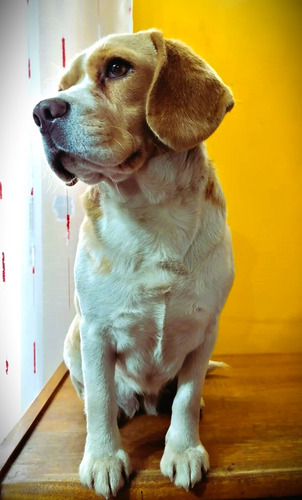 Hembra Beagle 3 Años Esterilizada Para Mascota