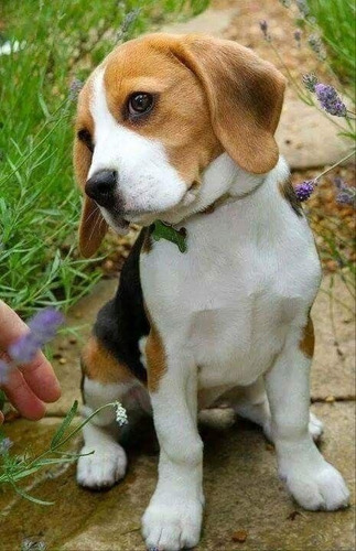 Cachorros Beagle Perrito Begle Puppy Cachorrito
