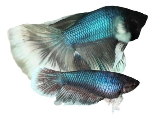 Betta Dumbo X 2 Parejas 