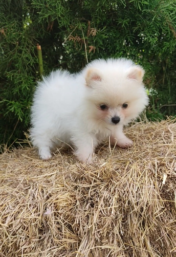 Cachorros Pomerania Macho 