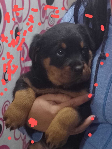 Cachorros Rottweiler Hermosos Pp