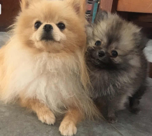 Cachorros Pomeranias