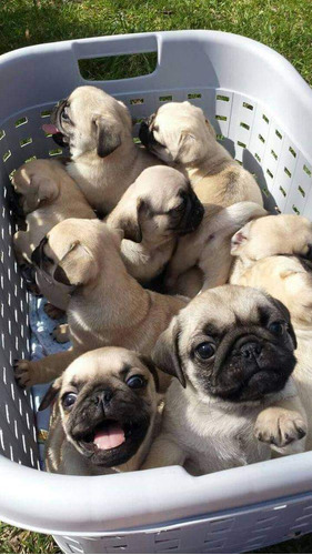 Cachorros Pug 