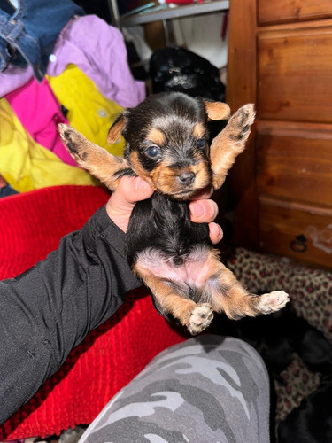 Yorkshire, Cachorros Hermosos. Chillán.