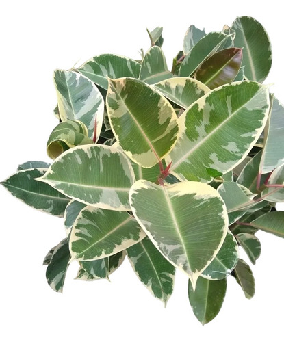 Gomero Variegado - Ficus Elástica - Planta Interior - 5 Lts