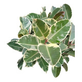 Gomero Variegado - Ficus Elástica - Planta Interior - 5 Lts