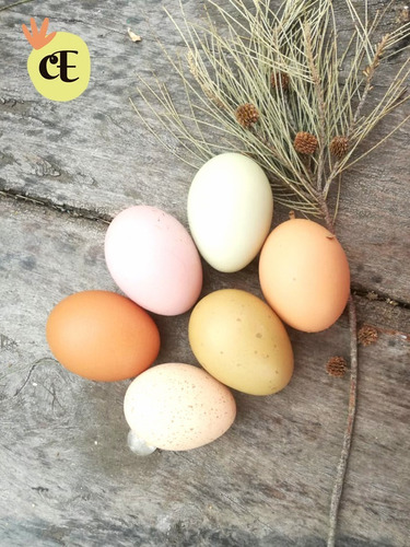 Huevos Caseros  Del Campo A Su Casa Por Maple