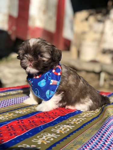 Cachorros Shihtzu