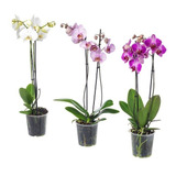 Orquídea Phalaenopsis Multiflora Variedades