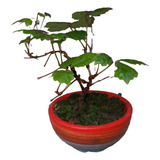 Bonsai Mini.  Cissus 