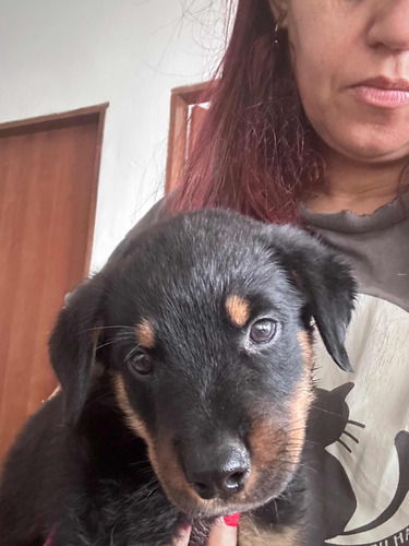 Rottweiler Lindos Filhotes Com Com Garantia Racial* Vermif