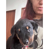 Rottweiler Lindos Filhotes Com Com Garantia Racial* Vermif