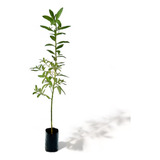 Mioporos / Planta Cerco Vivo 80 Cms / Hechos De Semillas