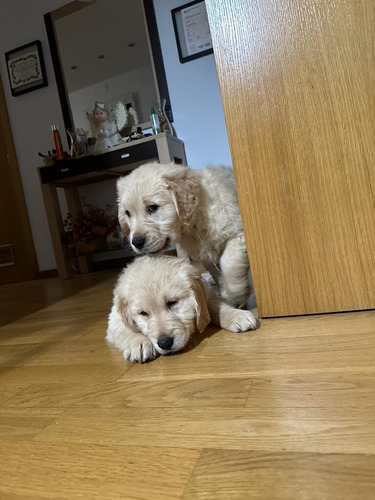 Adorables Golden Retriever Cachorros De Padres Inscritos