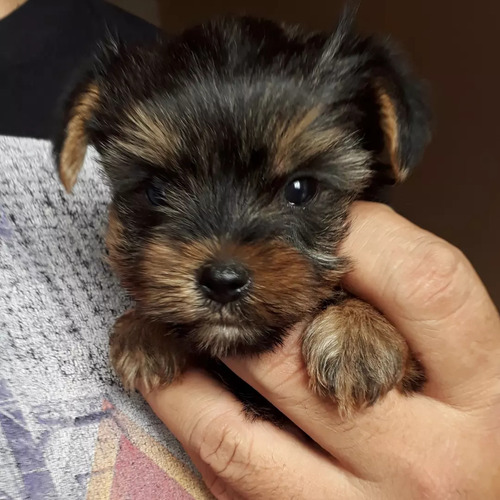 Yorkshire Terrier Mini Hembras Vacunadas