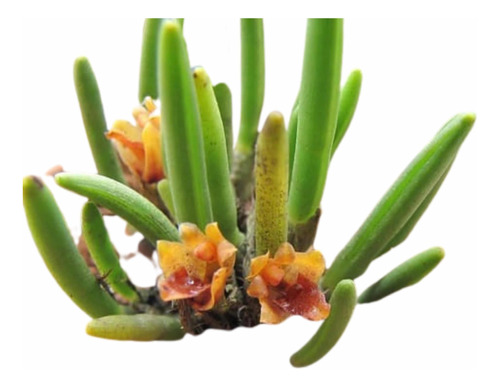 Maxilaria Minuta, Micro Orquídea