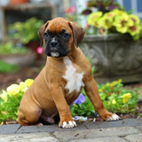 Cachorro Boxer Bayo 05