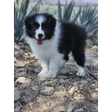 Border Collie Blanco Y Negro 