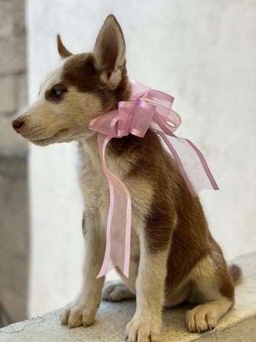 Cachorros Huskys 