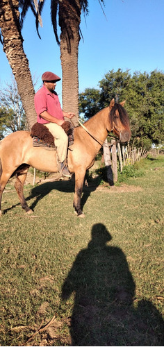 Caballos Criollos