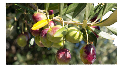 Olivo - Arbol De Aceitunas