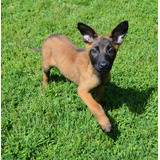 Cachorros Ovejeros Belga Malinois Pedigree Fca