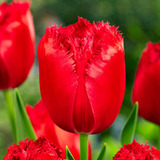 8 Bulbos De Tulipán Rojo Var. Indiana!!