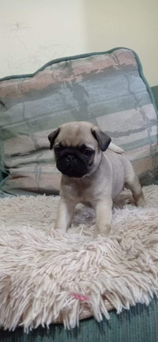 Pug Cachorros Únicos 