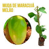 Mudas De Maracujá Gigante Melão - Maracujá Açú 50cm A 80cm