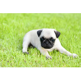 Perros Pug Con Pedigree Cachorros Puppy Pet Can Disponibles