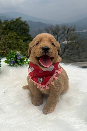 Cachorro Golden Retriever Macho