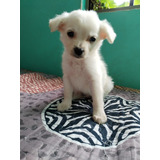 Ultimas Bichon Maltes Hembras Entrega Domicilio Oferta 