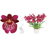 Josefina Newton Falls - Miltoniopsis Orquídeas