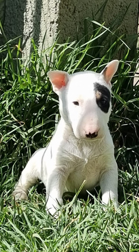 Hermosos Cachorros Bull Terrier Blancos Y Negros