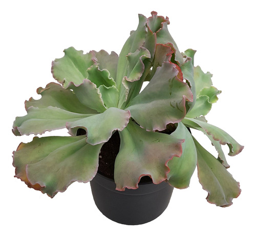 Echeveria Curly Locks De Colección M13