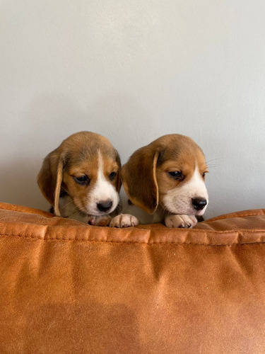 Hermosos Cachorros Beagle Enanos Inscritos 