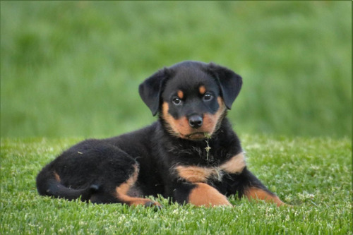 Brilhantes Rottweiler Bonitos Filhotes Disponível