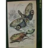 Insectos Grabado Coloreado 10 X 16,50 Edimburgo 1833 Nº 22