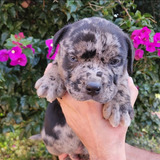 American Bully Black Merle Macho Con Heterocromía 