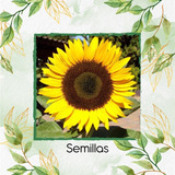 10 Semillas Flor Girasol Domino + Obsequio Germinación