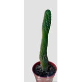 Cactus Echinopsis Spachiana 